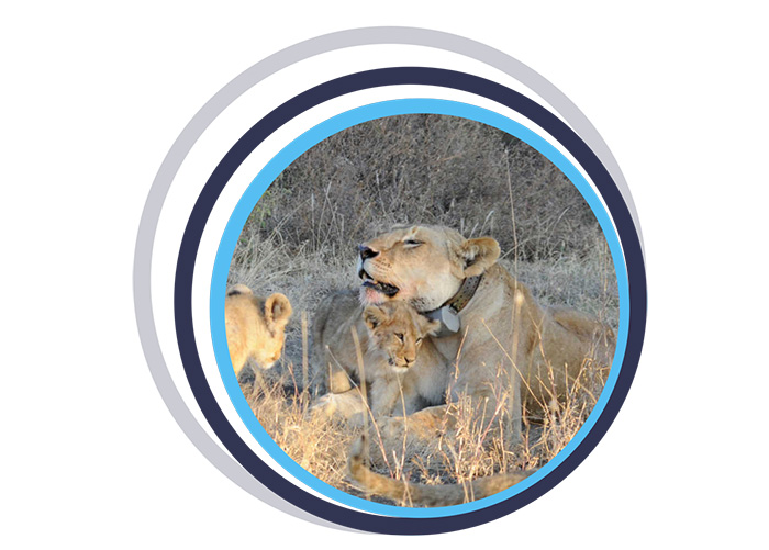 Animal Tracking Collars - photo of lioness