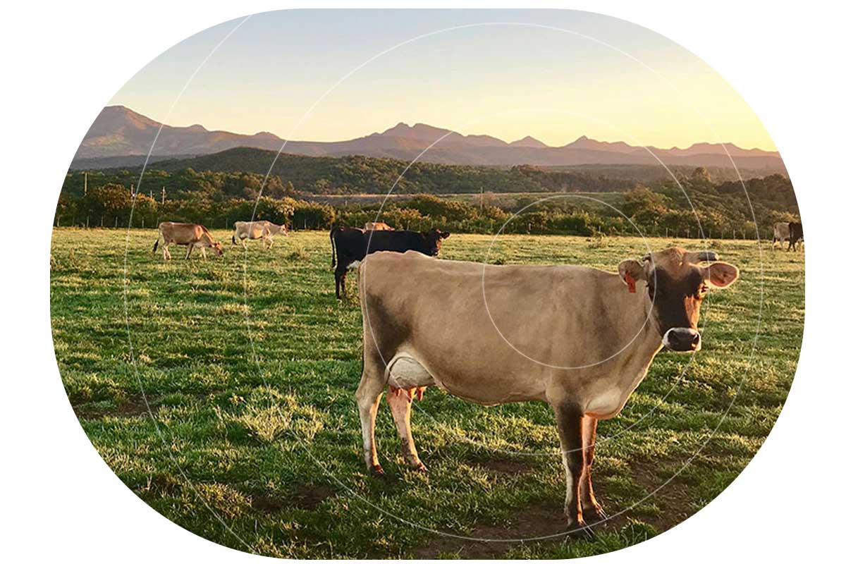 cows-in-field-with-mountains